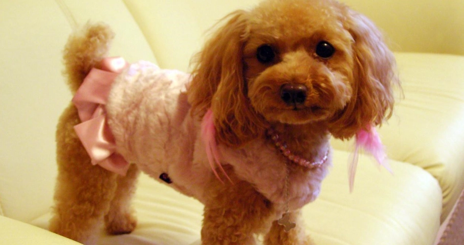 貴賓犬飼養指南