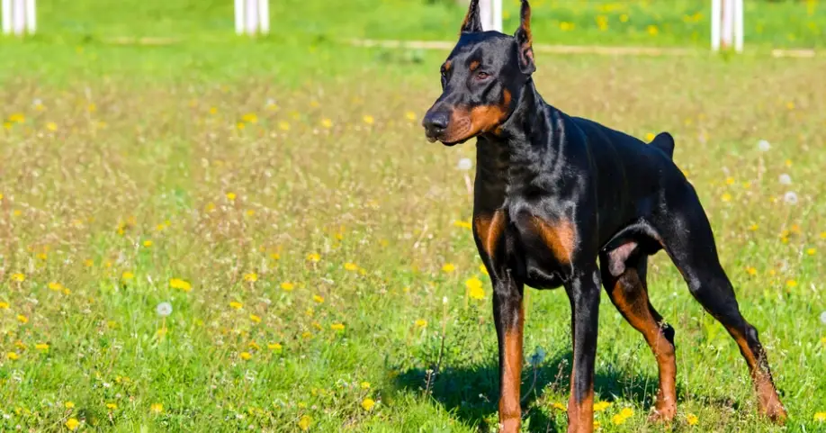 杜賓犬飼養 杜賓犬飼養