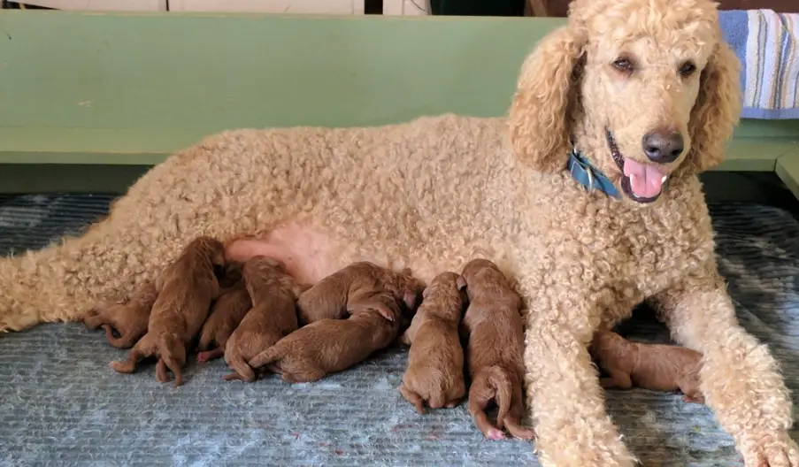 泰迪犬和贵宾犬区别