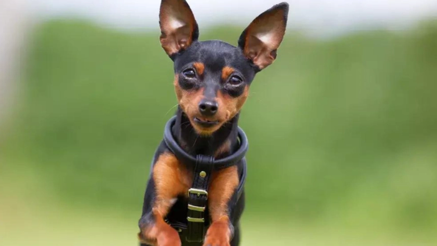 迷你杜賓吉娃娃飼養方法 迷你杜賓吉娃娃飼養方法