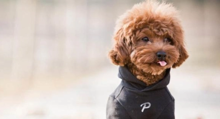 泰迪比熊混血犬缺點 泰迪比熊混血犬缺點