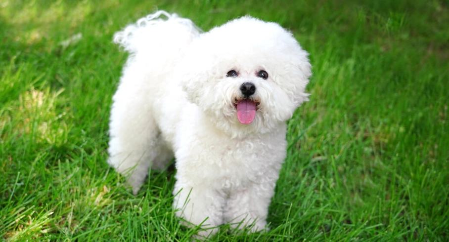 貴賓犬泰迪造型