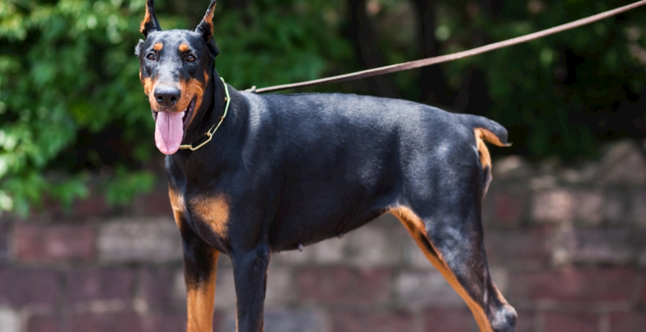 杜賓犬健康照護 杜賓犬健康照護