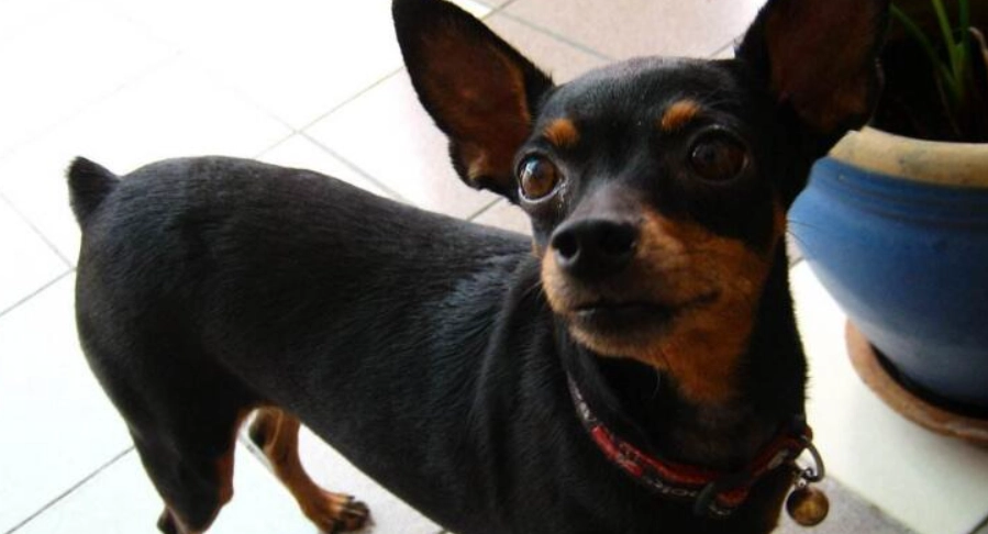 迷你杜賓吉娃娃性格特點 迷你杜賓吉娃娃性格特點