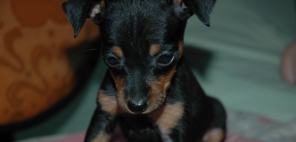 迷你杜賓犬聰明嗎