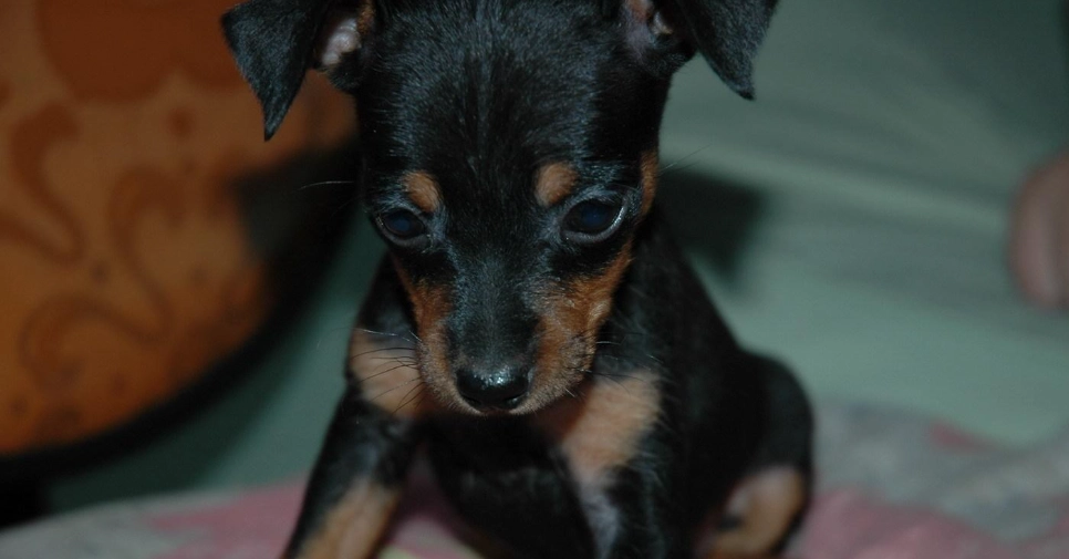 迷你杜賓吉娃娃性格特點 迷你杜賓吉娃娃性格特點