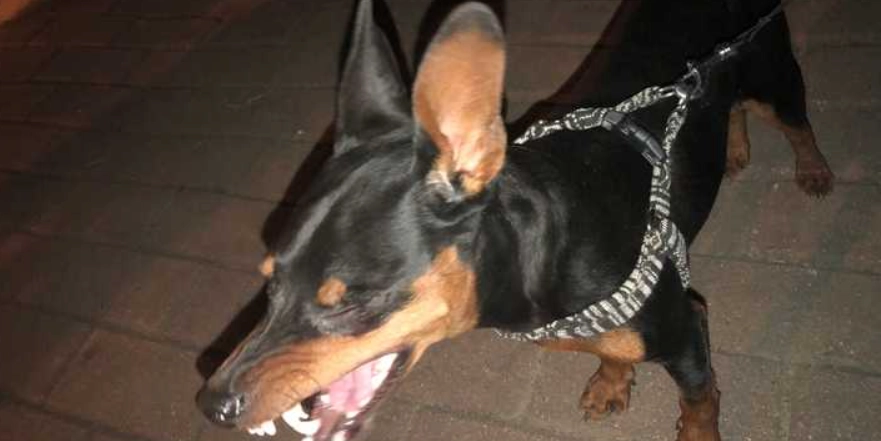 迷你杜賓吉娃娃飼養方法 迷你杜賓吉娃娃飼養方法