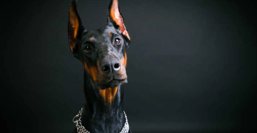 杜賓犬訓練 杜賓犬訓練