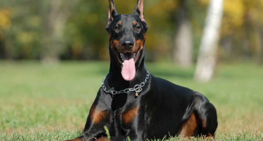 杜賓犬健康照護 杜賓犬健康照護