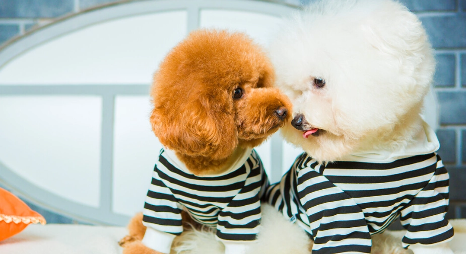 泰迪犬 品種 泰迪犬 品種