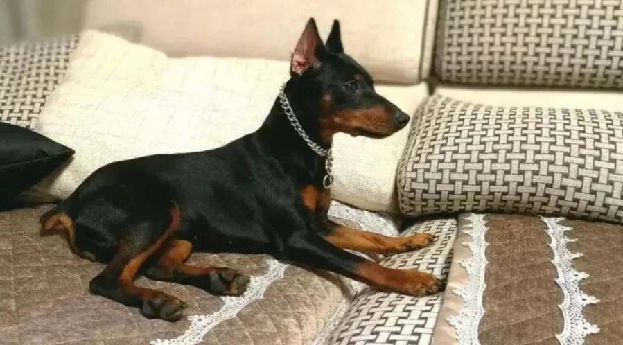 迷你杜賓標準體重