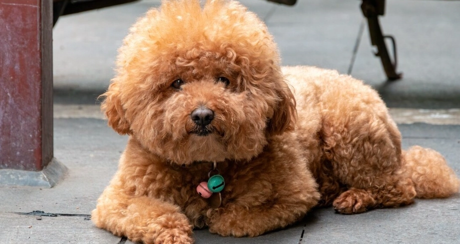 泰迪比熊混血缺點