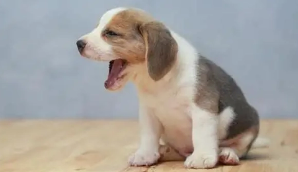 狗狗乾嘔原因全解析：常見症狀、緊急處理與預防指南