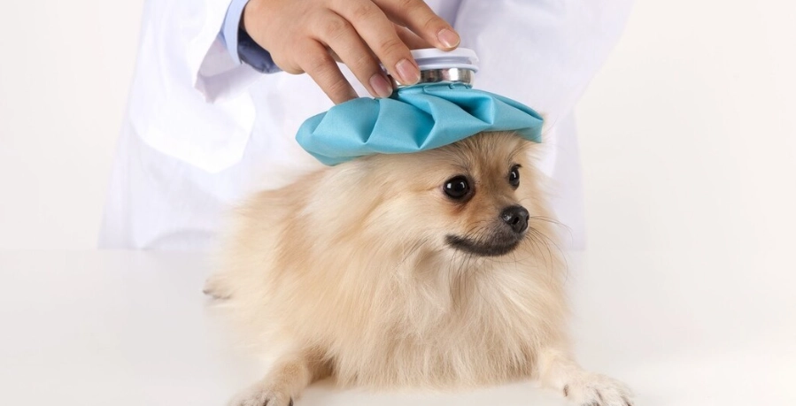 狗狗嘔吐原因 狗狗嘔吐原因