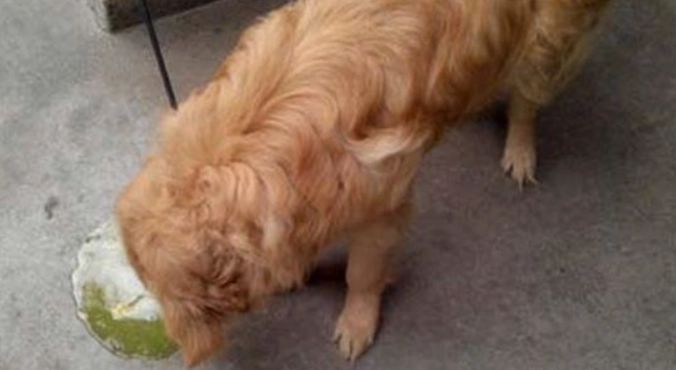 狗胰臟炎症狀 狗胰臟炎症狀