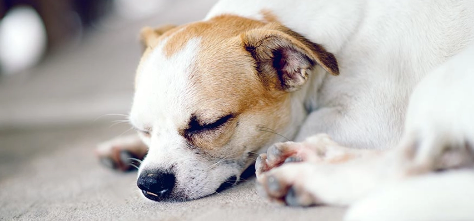 慢性胰臟炎治療 慢性胰臟炎治療