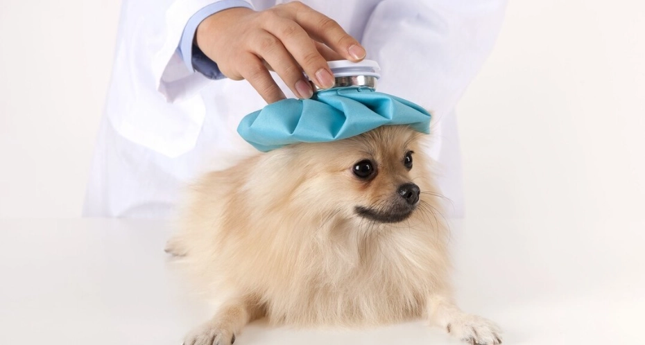 狗狗嘔吐原因 狗狗嘔吐原因