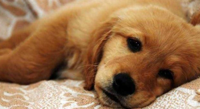 狗狗嘔吐有血絲