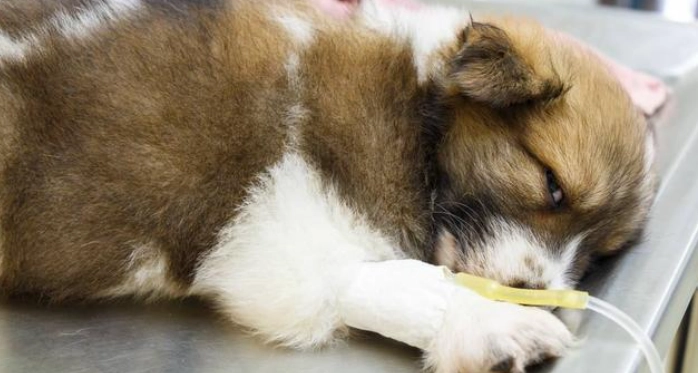 慢性胰臟炎治療 慢性胰臟炎治療