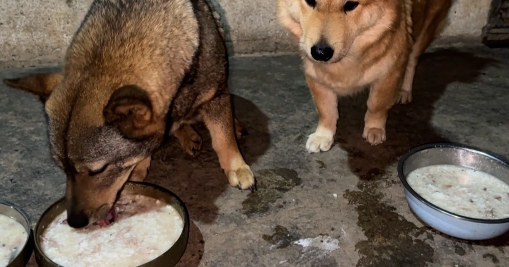狗飼料加飯比例