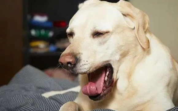 狗狗想吐怎麼辦 狗狗想吐怎麼辦