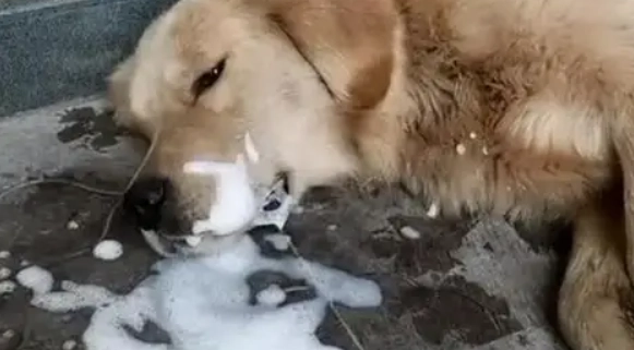 狗狗嘔吐原因 狗狗嘔吐原因