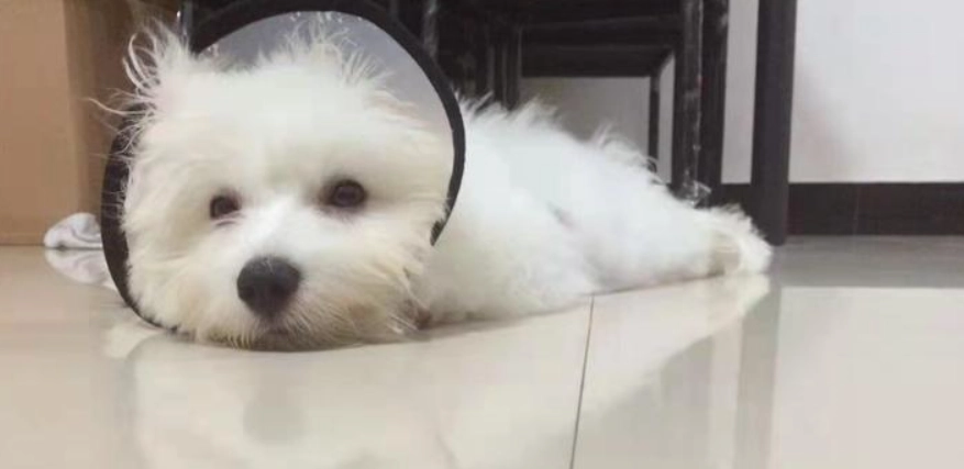 狗胰臟炎症狀 狗胰臟炎症狀