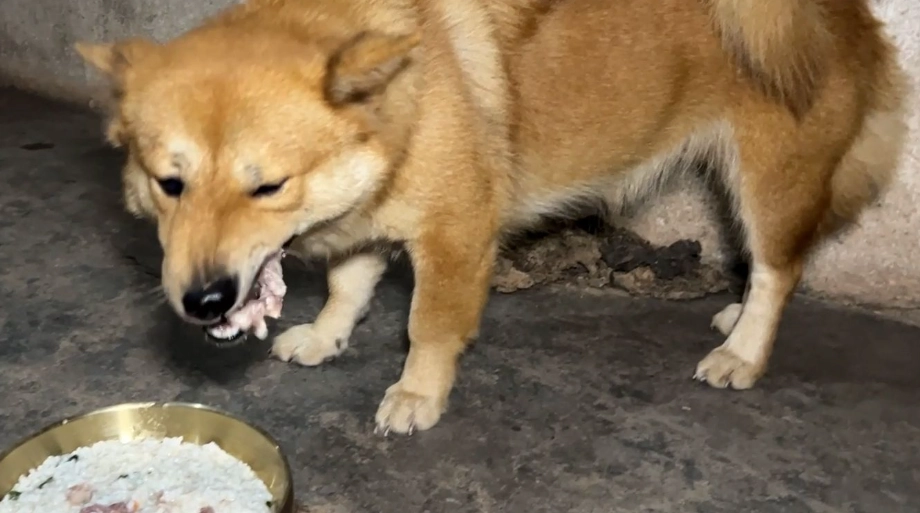 狗飼料加飯壞處