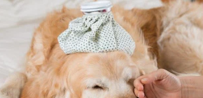 狗狗嘔吐原因 狗狗嘔吐原因