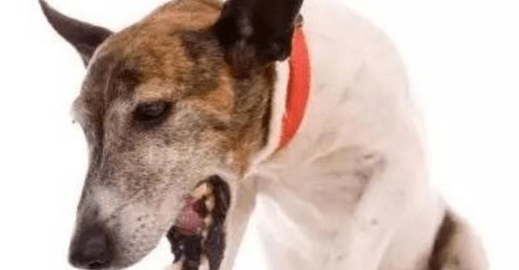 狗狗乾嘔原因 狗狗乾嘔原因