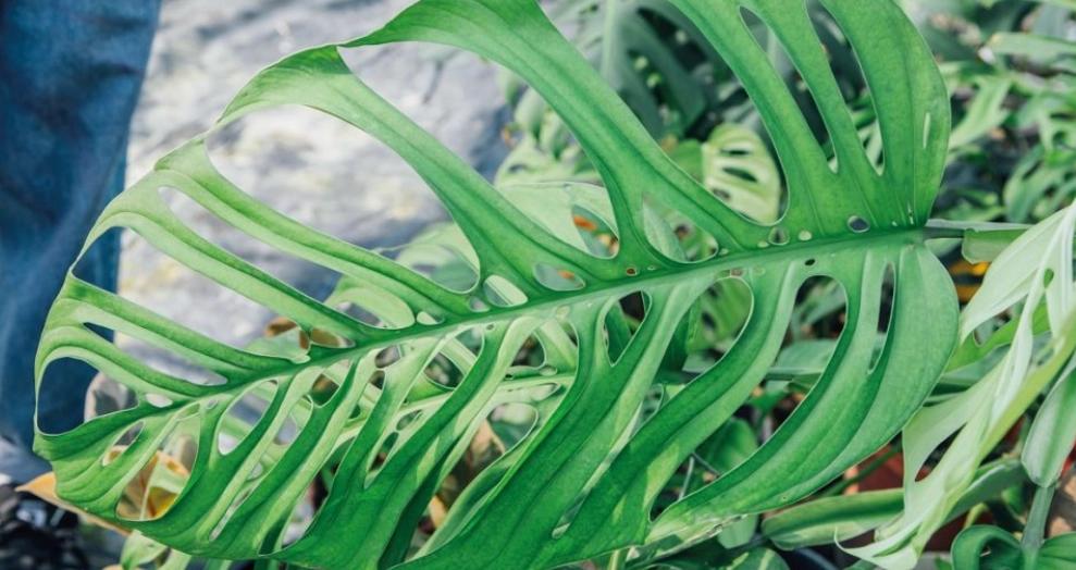 龜背芋 狗 有毒