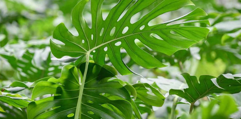 寵物 安全 植物