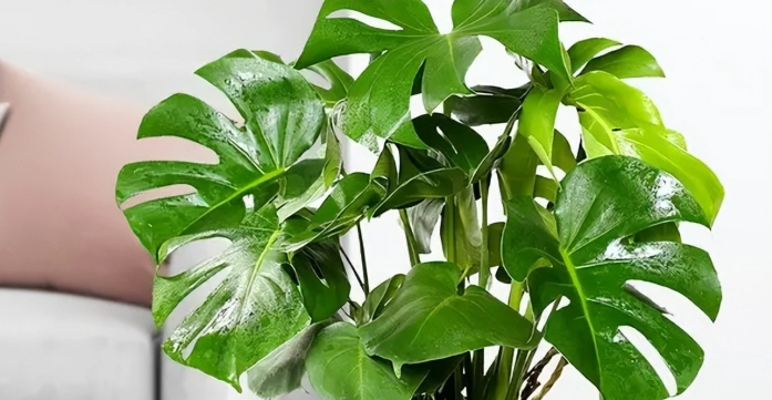 龜背芋 狗 有毒