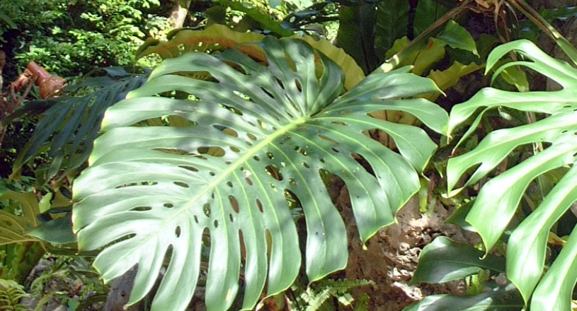 龜背芋 中毒 症狀