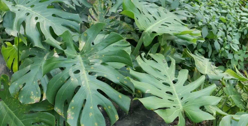 龜背芋對狗有毒嗎