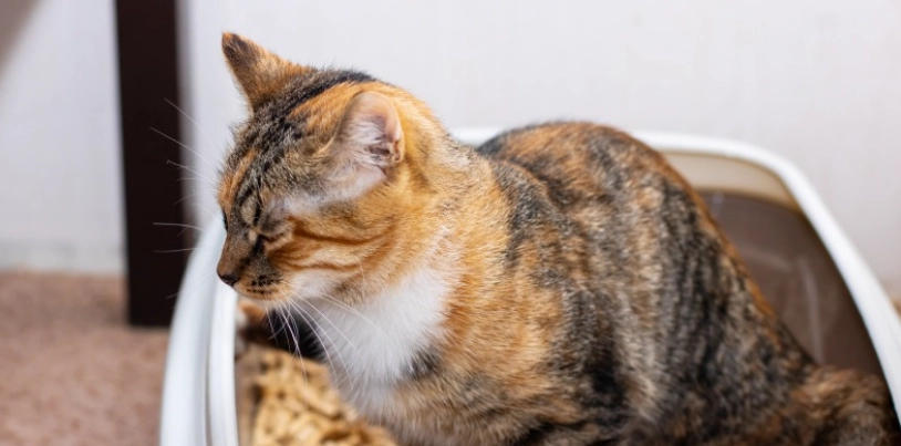 貓咪膀胱結石 治療