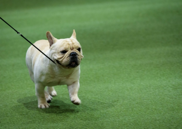 香港養狗注意事項 香港養狗注意事項