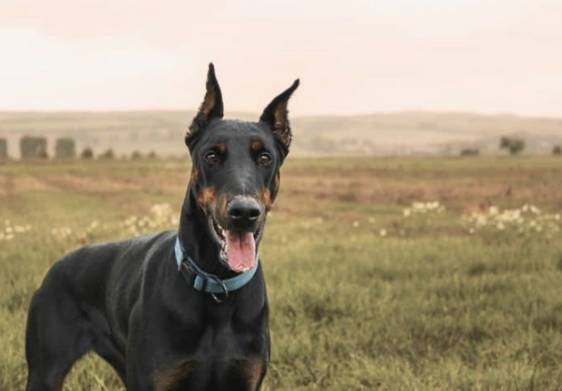 杜賓犬性格 杜賓犬性格