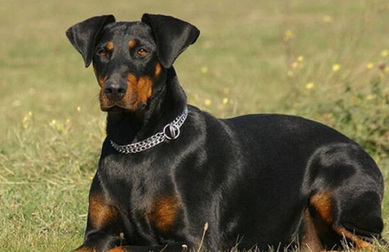 杜賓犬飼養 杜賓犬飼養
