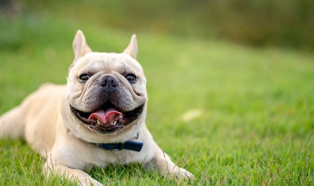 香港常見犬種 香港常見犬種