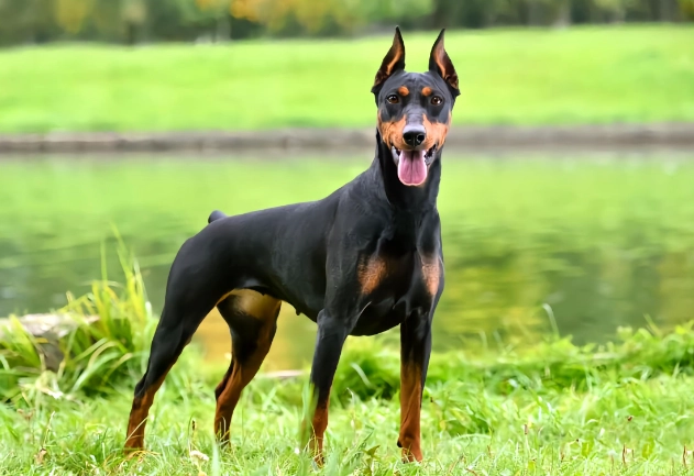 杜賓犬性格 杜賓犬性格