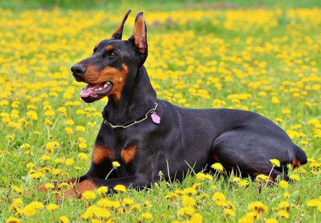 混種犬性格 混種犬性格