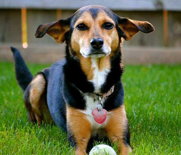 杜賓犬混種飼養 杜賓犬混種飼養