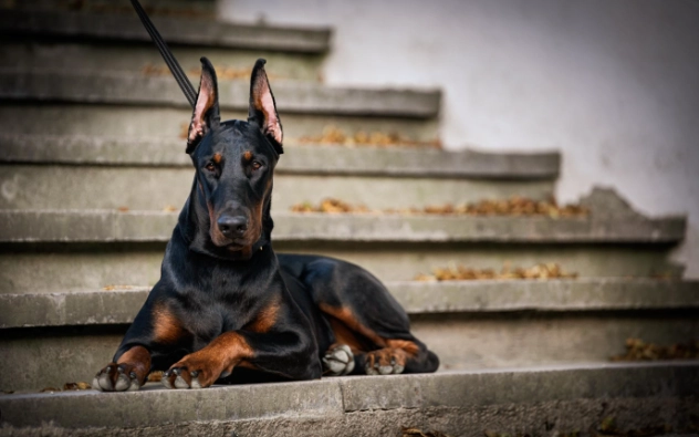 杜賓犬混種飼養 杜賓犬混種飼養