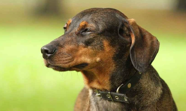 混種犬性格 混種犬性格