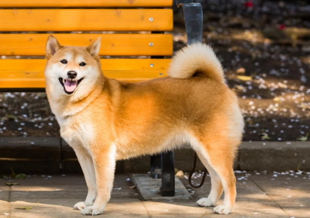 香港適合養的狗 香港適合養的狗