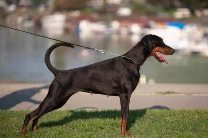 杜賓犬飼養 杜賓犬飼養