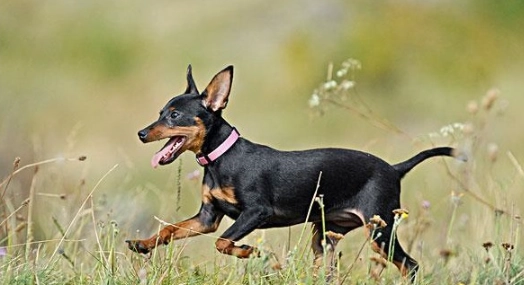 杜賓犬品種演變