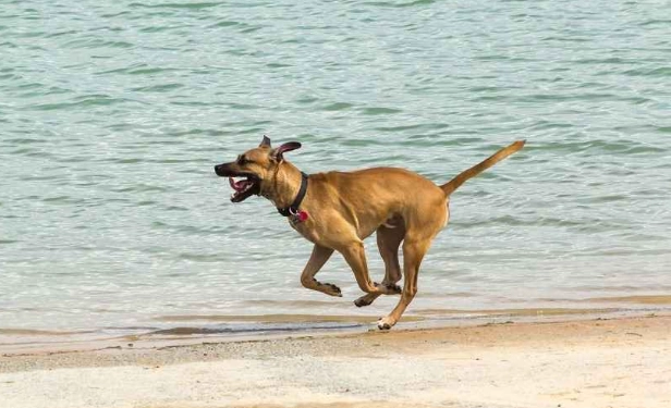 混種犬性格 混種犬性格