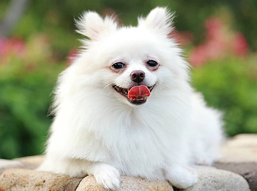 博美犬大小公斤